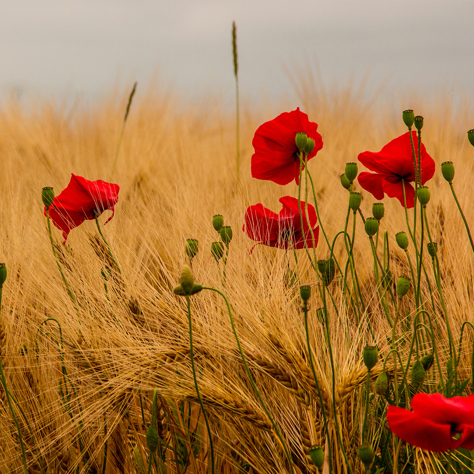 Puglia e grano duro: tesori che crescono